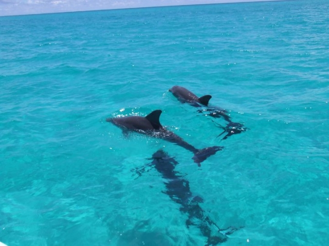Con los delfines